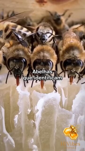 Compartilhando o vídeo do canal @abelhandomundoafora 🌻🐝
#Abelhas #apicultura #asf  #abelhassemferrão #educaçãoambiental