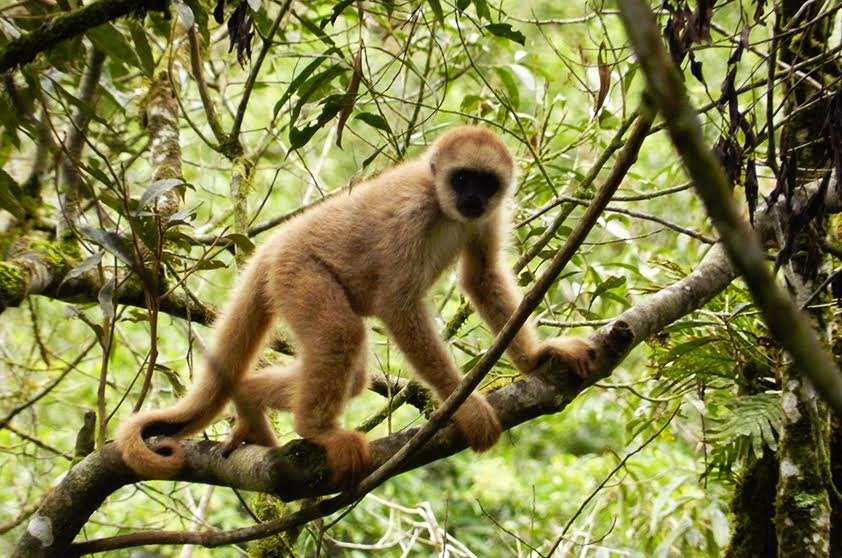 Projeto Muriqui: conservação, educação ambiental e as conexões invisíveis da Mata Atlântica