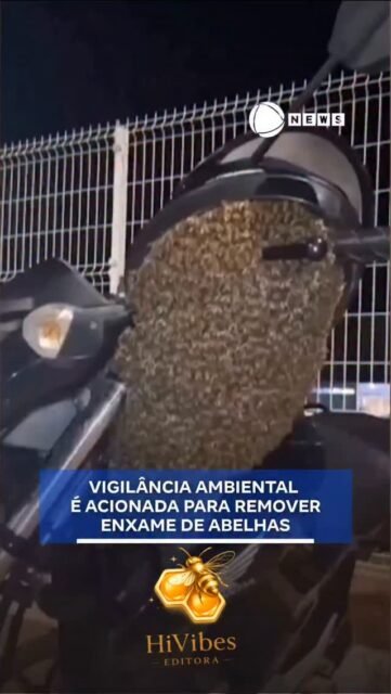 🐝🚨 Notícias das Abelhas 🚨🐝

Um motociclista de Botucatu (SP) levou um susto ao encontrar um enxame de abelhas instalado em sua motocicleta, ocupando o guidão, o painel e até o interior do capacete! 🏍️🐝

A Vigilância Ambiental foi acionada e realizou a remoção segura dos insetos, reforçando a importância de nunca tentar espantar ou remover um enxame por conta própria. Em situações como essa, o ideal é acionar equipes especializadas. 🍯🌼

📍 Botucatu – São Paulo 📺 Fonte: Record News | Portal R7

🐝 As abelhas podem escolher locais inusitados para descansar durante seus deslocamentos, mas continuam sendo essenciais para a polinização e para a manutenção da vida em nosso planeta. 🌸💛🌻

#NoticiasDasAbelhas #Abelhas #Polinizadores #RecordNews #PortalR7 🐝🍯🌼🌻💛