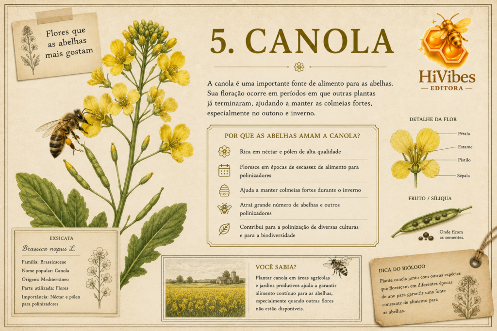 A Canola é uma importante fonte de alimento para as abelhas.
